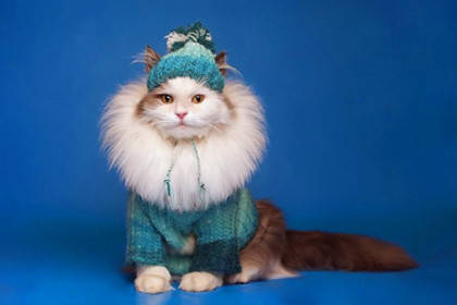该不该给猫咪穿戴衣服呢 给猫咪穿戴什么样的衣服更适合猫咪呢