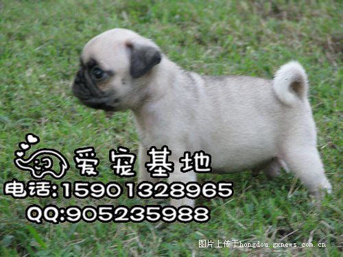 北京巴哥犬多少钱一只 纯种八哥犬图片 