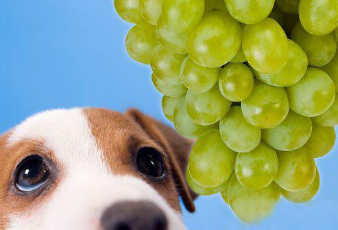 狗狗能吃什么水果,不能吃什么水果 