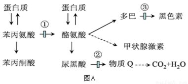 下图A所示为人体内苯丙氨酸与酪氨酸的代谢途径.图中的数字分别代表三种酶. 1 人体内环境中的酪氨酸除图A中所示的来源外.还可以来自于 . 2 若酶①由n个氨基酸组成 