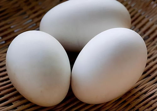 糖尿病人吃鹅蛋能不能降血糖 英国研究得出结论,鹅蛋不能多吃