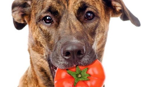狗狗可以吃西红柿吗 这个人类美食对狗狗是有益还是有害食物