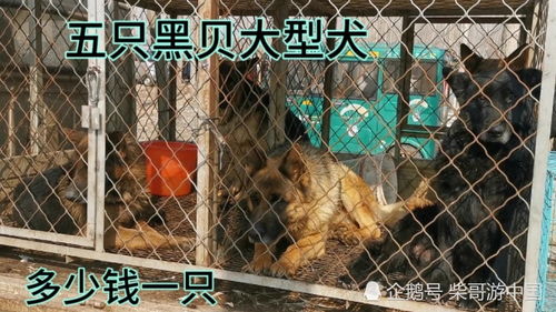 北京周边的狗市又开始了,五只黑贝比较凶,被关在笼子里了 