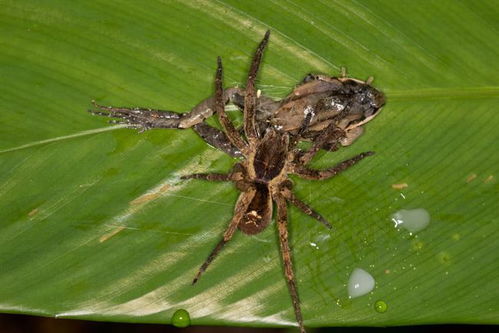 原始丛林探秘,拍到巨型蜘蛛吃老鼠做晚餐