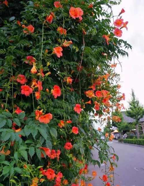 凌霄花,美丽的凌霄花,惊艳了武汉的初夏时光