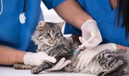 辟谣 狂犬疫苗和猫三联一样重要,所有猫咪都应该打狂犬疫苗