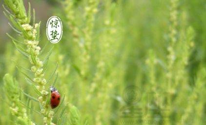 惊蛰节气出生的属龙人是什么命,属龙惊蛰出生好不好