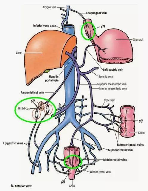 胆管和门静脉解剖图图片