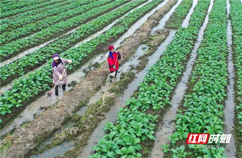 道县蔬菜产业助脱贫