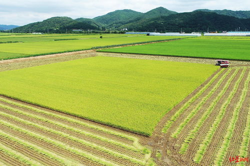 旱涝保收田面积(什么是农田水利标准化)