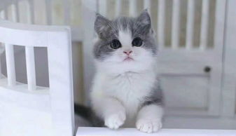 图 美国CFA认证猫舍 英短 蓝白 优惠送不停 成都宠物猫 