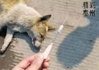 泰州又一起恶性偷狗事件,大家都看好自己的爱犬