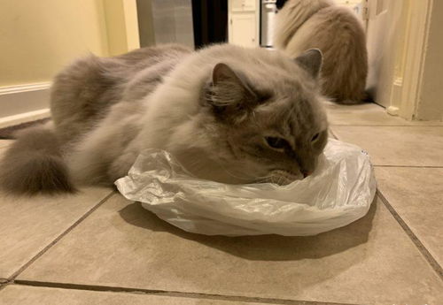 爱玩塑料袋的猫,原因令人捧腹,原来塑料袋还有奥秘