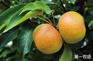 目前中国最好的梨品种,苹果梨与黄花梨的区别