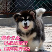 北京博升名犬繁殖基地
