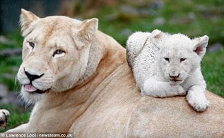 罕见白色狮子三胞胎宝宝亮相英国动物园 