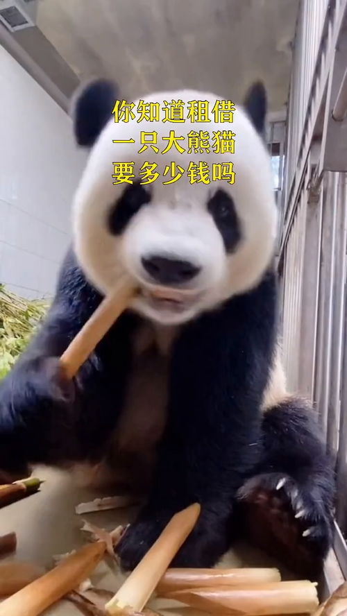你知道租借一只大熊猫需要多少钱吗 
