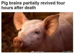 科学家成功复活死亡猪脑 体外存活长达36个小时