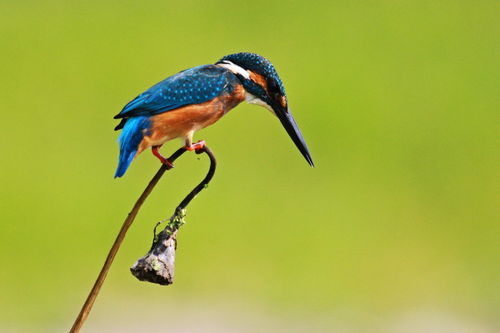 蓝色羽毛的鸟嘴部尖尖的,头上是黑色的毛是什么鸟 他的尾部也是蓝色的,那种天蓝色非常的漂亮 