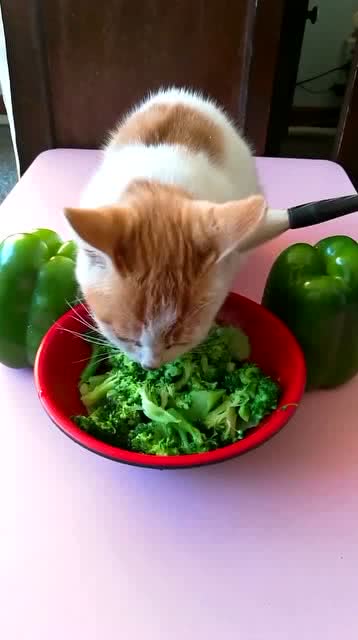 猫 没有小鱼干吃,只能吃青菜 