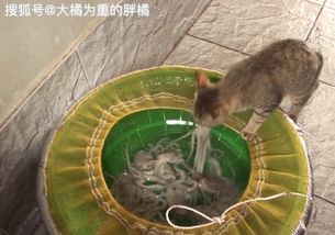 猫咪喜欢偷吃章鱼,结果每次都被章鱼吸住脸,画面真是太有趣了