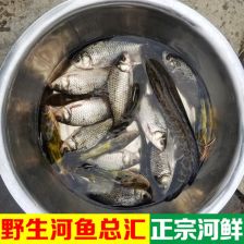 泥鳅草鱼混养