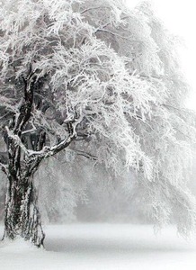 关于雪的诗句即意思是什么意思