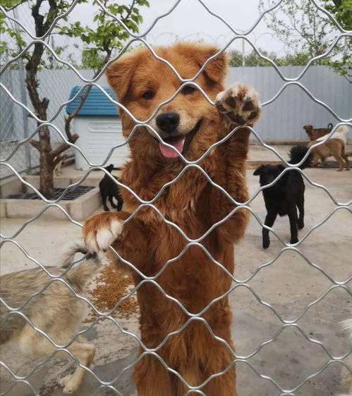 在北京郊区养了705只流浪狗,遇过危险,面对过质疑,但她觉得值