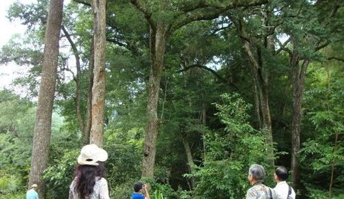 门前有树是好事吗 不要随便在村子门口种树 两种两不种