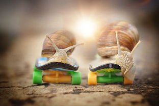 生态摄影 蜗牛的艺术写真 