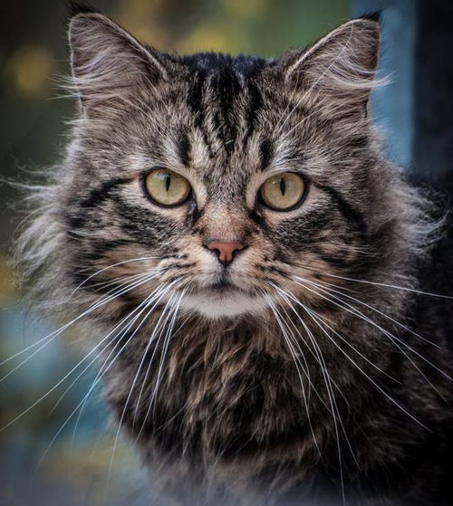 外推窗如何防止猫咪掉下去(防止猫掉下窗户的神器)