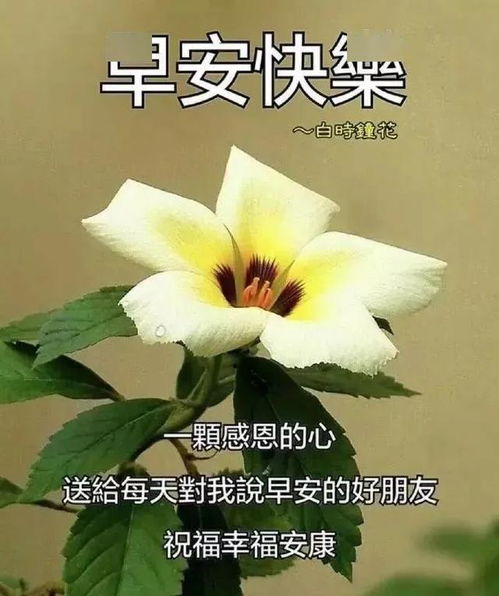 漂亮早上好问候语图片,4月最美早安问候祝福语带字温馨,早安 