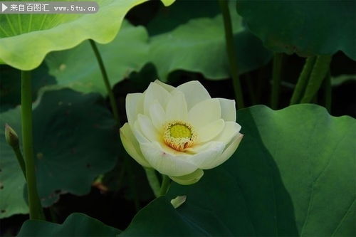 开放的荷花高清图片