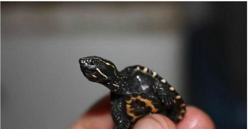 世界上最小的乌龟,最小的只有2厘米长,比一毛钱的硬币还要小