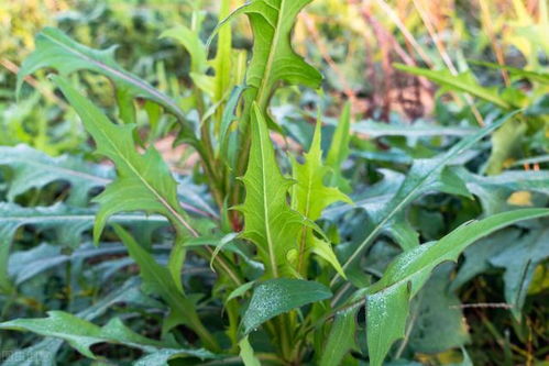 春天挖野菜,别再盲目去找,记准时间,这9种野菜总有你爱吃的