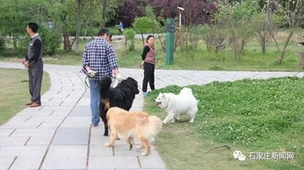 6月1日起,石家庄将开展不文明养犬行为专项整治 重点处罚这些行为