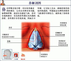 鼻子里痛,最近右耳堵塞,这是什么情况 