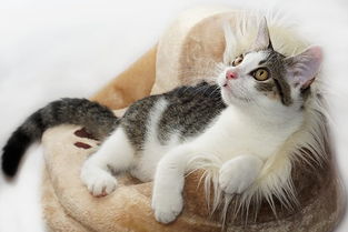猫咪毛发干燥,可以食用宠物卵磷脂吗