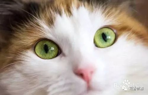 猫咪眼屎多的原因和处理方法