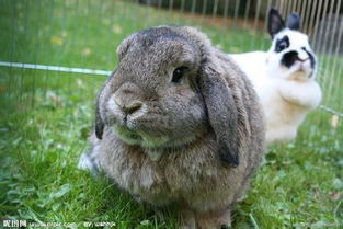 兔子近亲繁殖的后代有什么缺陷吗 
