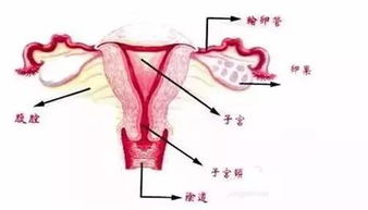 女性生理扫盲 多图详解处女膜的真实模样及位置