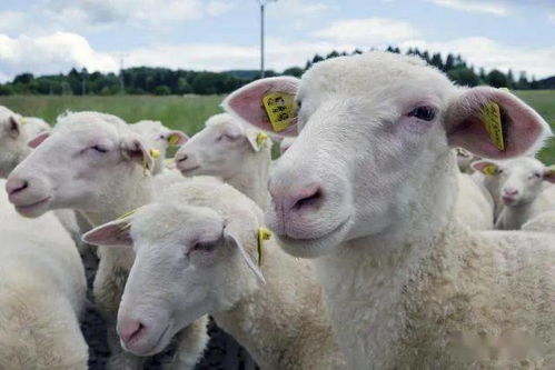 母羊流产到底是怎么回事,都有哪方面的原因 如何预防
