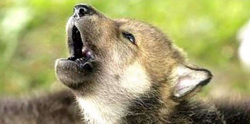 狗狗为什么会突然学狼叫 难道是要 进化 了吗 听听兽医怎么说