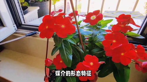 花的完整性：辨别完全花与不完全花