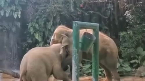 动物园里遇见两只大象,两个人想在一起,但是中间隔了一条小河 