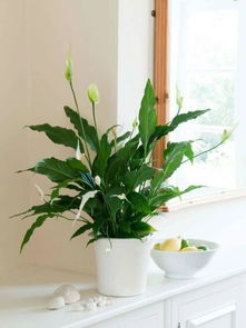 在弱光的室内就能生长旺盛的7种植物,没光照也能养好花