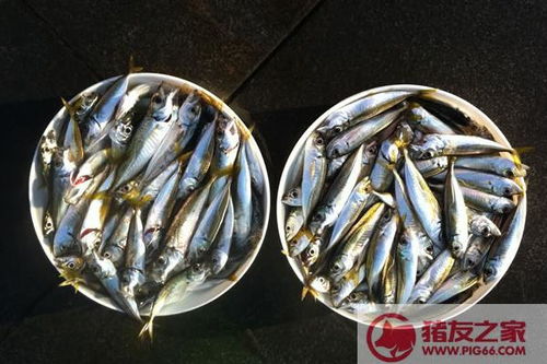 沙丁鱼功效与作用及禁忌 沙丁鱼的营养价值 
