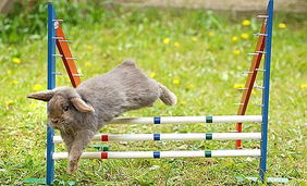 宠物兔学会“障碍跳高”。