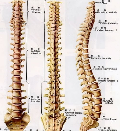健康科普堂 如何正确维护您的脊椎健康