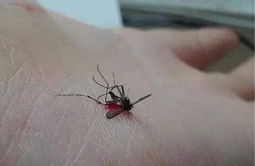 女子随手拍死一只蚊子,竟把自己弄进了医院 
